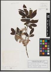 Foto von Salix appendiculata Vill.
